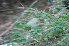 Setaria intermedia